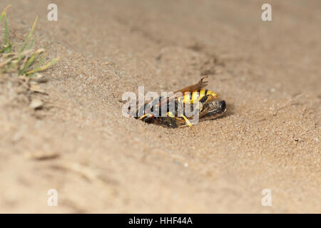 Europäische Beewolf (Philanthus Triangulum), fliegen mit Honigbiene Beute am sandigen Ufer Stockfoto