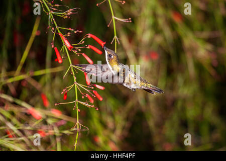 Versicolored Smaragd Kolibri Fütterung an Blüten in Brasilien Stockfoto