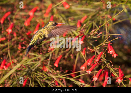 Versicolored Smaragd Kolibri Fütterung an Blüten in Brasilien Stockfoto