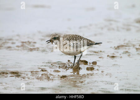 Grey Plover Pluvialis Squatarola Fütterung auf Lug Wurm Stockfoto