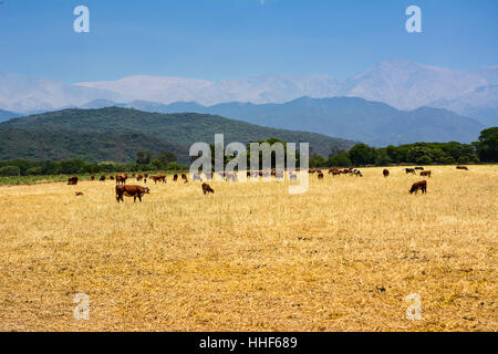 Rinder Wiederkäuer im Feld am Fuße der Anden. Stockfoto