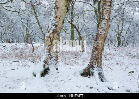 Downy Birken, lateinischer Name Betula Pubescens, mit einer leichten Bedeckung des Schnees in den North York Moors National park Stockfoto