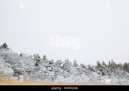 Schneebedeckte Röhricht und Bäume am Angson (Ängsön) in der Nähe von Västerås (Västerås) in Mittelschweden im winter Stockfoto