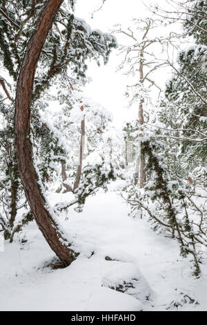 Norwegen Fichten, lateinischer Name Picea Abies, mit Schnee bedeckt im Winter in Schweden Stockfoto