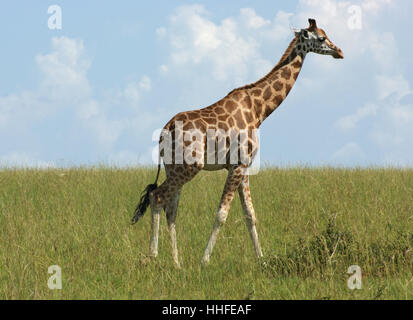 Afrika, Giraffe, Uganda, schön, beauteously, schön, Tier, Säugetier, Afrika, Stockfoto