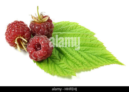 frisch gepflückte Himbeeren isoliert auf weißem Hintergrund Stockfoto