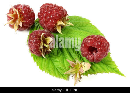 frisch gepflückte Himbeeren isoliert auf weißem Hintergrund Stockfoto