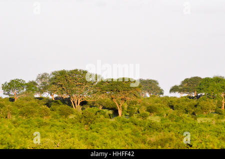 Mehreren Akazie in der Savanne von East Tsavo in Kenia Stockfoto