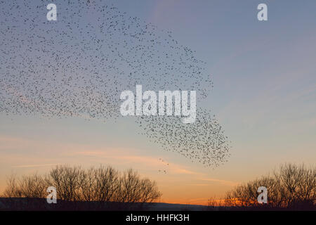 Studland, UK. 18. Januar 2017. Herrliche Darstellung der Stare über die Heide nahe dem Fährhafen in Shell Bay. Eine Schar von Schaulustigen und Fotografen aller Altersgruppen kamen, die Murmuration bei Sonnenuntergang, bevor die Vögel zum Schlafplatz im Röhricht sesshaft zu sehen. Bildnachweis: Eva Worobiec/Alamy Live-Nachrichten Stockfoto