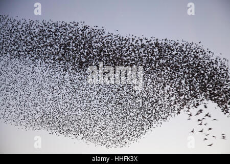 Studland, UK. 18. Januar 2017. Herrliche Darstellung der Stare über die Heide nahe dem Fährhafen in Shell Bay. Eine Schar von Schaulustigen und Fotografen aller Altersgruppen kamen, die Murmuration bei Sonnenuntergang, bevor die Vögel zum Schlafplatz im Röhricht sesshaft zu sehen. Bildnachweis: Eva Worobiec/Alamy Live-Nachrichten Stockfoto