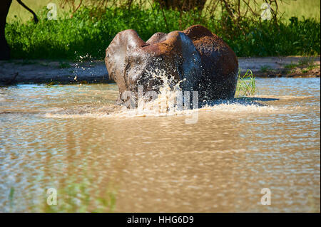 Afrikanische Elefanten genießen einen schlammigen, kühlen Bad in einem Wasserloch Stockfoto