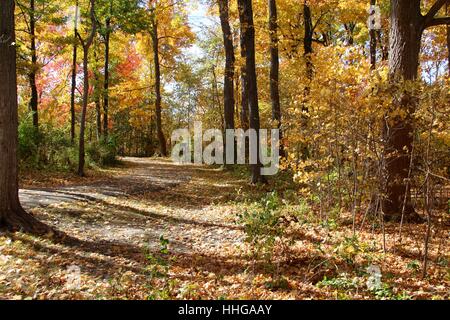 Die Blätter im Herbst auf der Spur im Park. Stockfoto