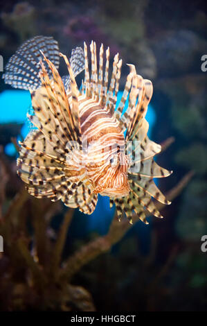 Rote Feuerfische / Drachenköpfe (Pterois Volitans) in einem gut beleuchteten Aquarium. Stockfoto