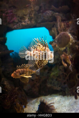 Rote Feuerfische / Drachenköpfe (Pterois Volitans) in einem gut beleuchteten Aquarium. Stockfoto