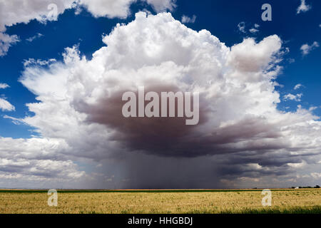 Sich entwickelndes Sommergewitter über einem Farmfeld in Lamesa, Texas Stockfoto