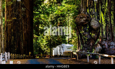 Die Eiche flach Campingplatz im Richardson Grove State Park in den Redwood-Wald von Nordkalifornien Stockfoto