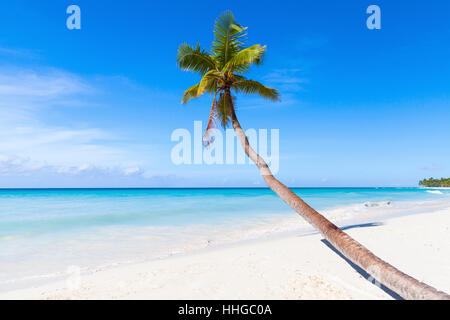 Karibik, Dominikanische Republik, Isla Saona. Kokospalme wächst am weißen Sandstrand Stockfoto