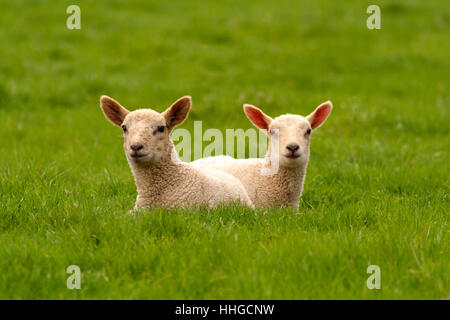 Zwei Neugeborene Lämmer in einem grünen Feld Stockfoto