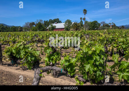 Weinberg, runden Teich Estate, Rutherford, Napa Valley, Napa County, Kalifornien Stockfoto