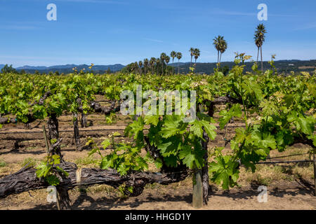 Weinberg, runden Teich Estate, Rutherford, Napa Valley, Napa County, Kalifornien Stockfoto