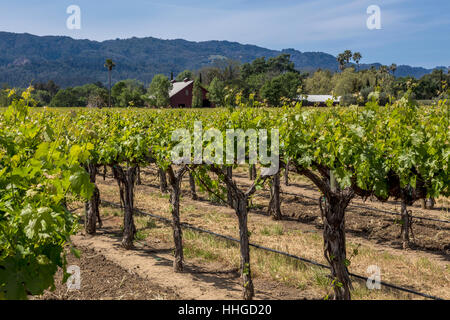 Weinberg, runden Teich Estate, Rutherford, Napa Valley, Napa County, Kalifornien Stockfoto