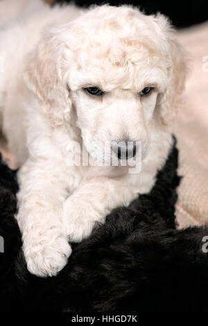 Weißer Pudel Welpen mit lockiges Fell ruht auf einem schwarzen Hund, Textfreiraum, standard Rasse Stockfoto