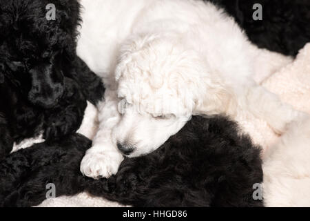 Weiße und schwarze Pudel Welpen, 6 Wochen alt, zusammen auf einer Bodenmatte ruht. Stockfoto