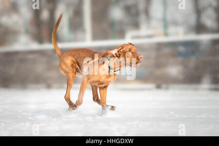 Ungarische Vizsla Hund läuft auf verschneiten Tag Stockfoto