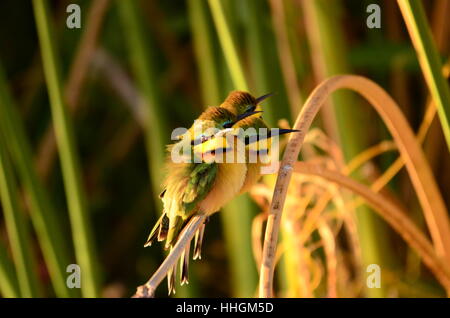 Die Bee-Eater-Vogel Stockfoto