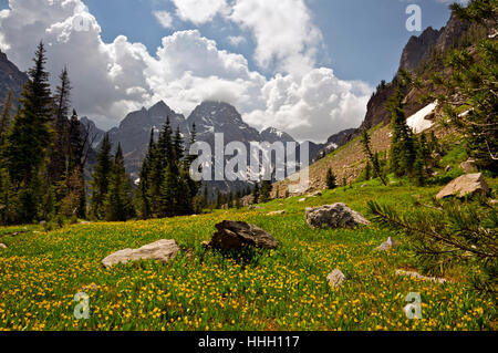 WY02083-00... WYOMING - Gletscher Lilien auf einer Wiese entlang des Sees Einsamkeit Trail in Grand Teton Nationalpark. Stockfoto