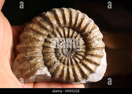 Ammonit Fossil gefunden auf der Jurassic Coast, Charmouth, Dorset. Androgynoceras Ammoniten innerhalb eines grünen Ammoniten Knötchen gefunden. Stockfoto