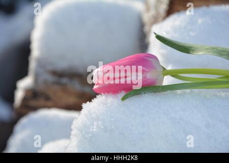 Rosa Tulpe (Tulipa) liegt auf verschneiten hölzernen Stamm Stockfoto