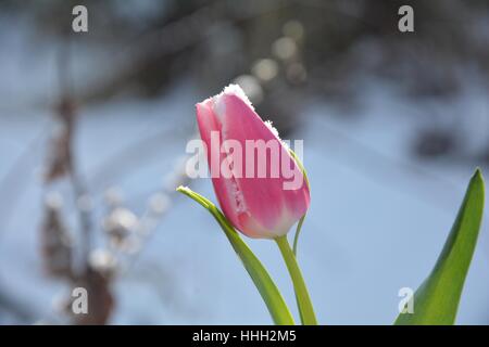 Rosa Tulpe (Tulipa) mit Schneeflocken auf die Blüte im verschneiten Garten Stockfoto