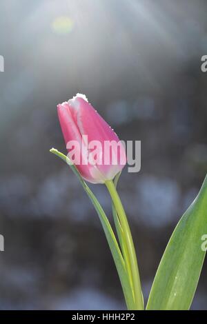 Rosa Tulpe (Tulipa) mit Schneeflocken auf die Blüte im verschneiten Garten Stockfoto