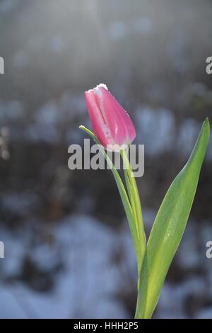 Rosa Tulpe (Tulipa) mit Schneeflocken auf die Blüte im verschneiten Garten Stockfoto