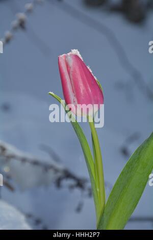 Rosa Tulpe (Tulipa) mit Schneeflocken auf die Blüte im verschneiten Garten Stockfoto