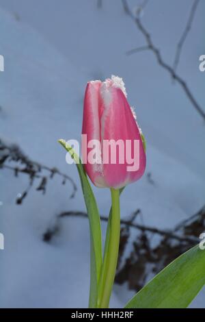 Rosa Tulpe (Tulipa) mit Schneeflocken auf die Blüte im verschneiten Garten Stockfoto