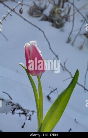 Rosa Tulpe (Tulipa) mit Schneeflocken auf die Blüte im verschneiten Garten Stockfoto