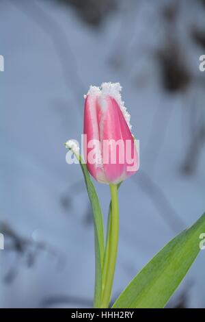 Rosa Tulpe (Tulipa) mit Schneeflocken auf die Blüte im verschneiten Garten Stockfoto