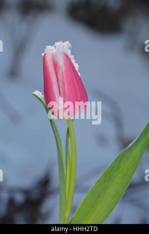 Rosa Tulpe (Tulipa) mit Schneeflocken auf die Blüte im verschneiten Garten Stockfoto