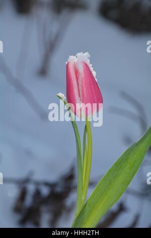 Rosa Tulpe (Tulipa) mit Schneeflocken auf die Blüte im verschneiten Garten Stockfoto