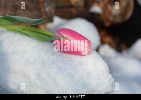 Rosa Tulpe (Tulipa) liegt auf verschneiten hölzernen Stamm Stockfoto