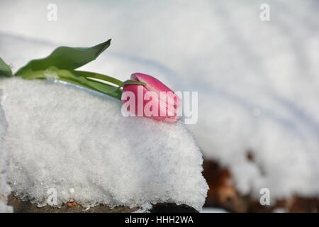 Rosa Tulpe (Tulipa) liegt auf verschneiten hölzernen Stamm Stockfoto