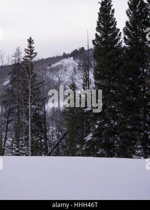 Aspen und Kiefern Mischwald, frischen, schweren Schnee im Vordergrund Stockfoto