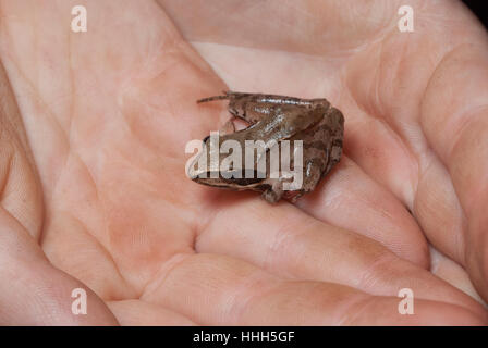 Kleiner Frosch in der hohlen Hand. Stockfoto