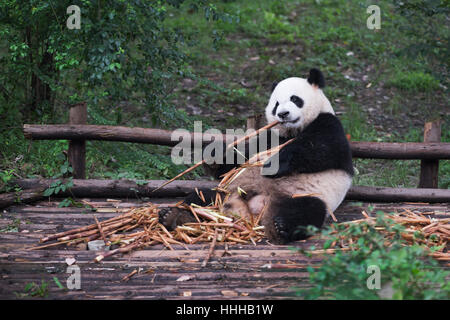 Giant Panda Essen Bambus liegend auf Holz in Chengdu, Provinz Sichuan, China Stockfoto