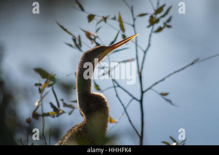 Eine braune weibliche Anhinga thront auf einem Ast gegen die Sonne und einen blauen Hintergrund, Blick auf den langen Hals und Kopf. Stockfoto