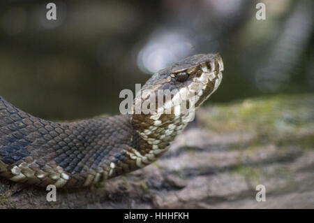 Nahaufnahme, niedrige Winkel Schuss des Leiters der Cottonmouth Schlange, aka Wasser Mokassin, eine giftige Grubenotter im Südwesten von Florida. Stockfoto