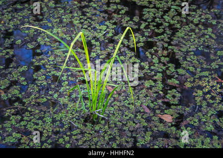 Sonnenlicht strahlt durch eine Überdachung von Zypressen in den Sumpf der sechs Meile Cypress, Florida zu einen einzigen Patch Gras unter den Wasserlinsen zu markieren. Stockfoto