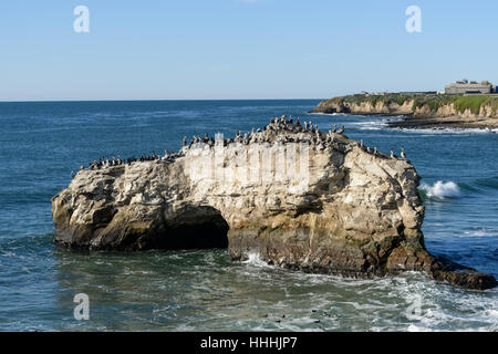 Eine Anzahl der Vögel auf Natural Bridge Felsen, Pazifischen Ozean entlang Big Sur National Forest. Stockfoto